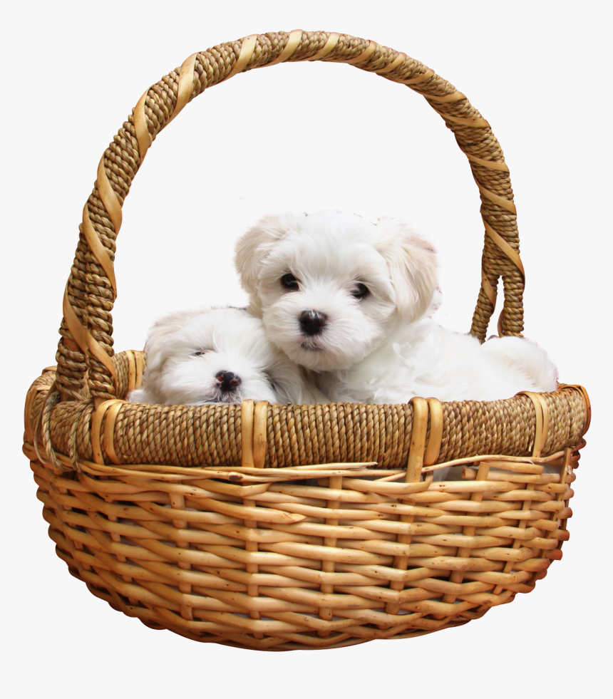 Puppy Png, Transparent Png, Free Download