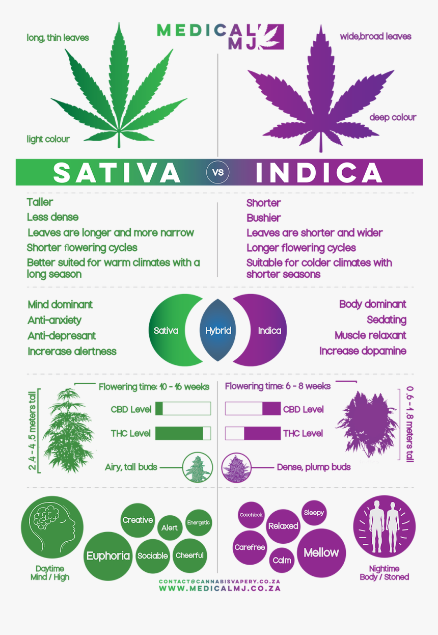 Sativa Vs Indiuca - Weed Strains Indica And Sativa, HD Png Download, Free Download