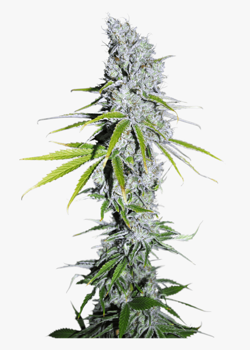 Zkittlez Weed, HD Png Download, Free Download