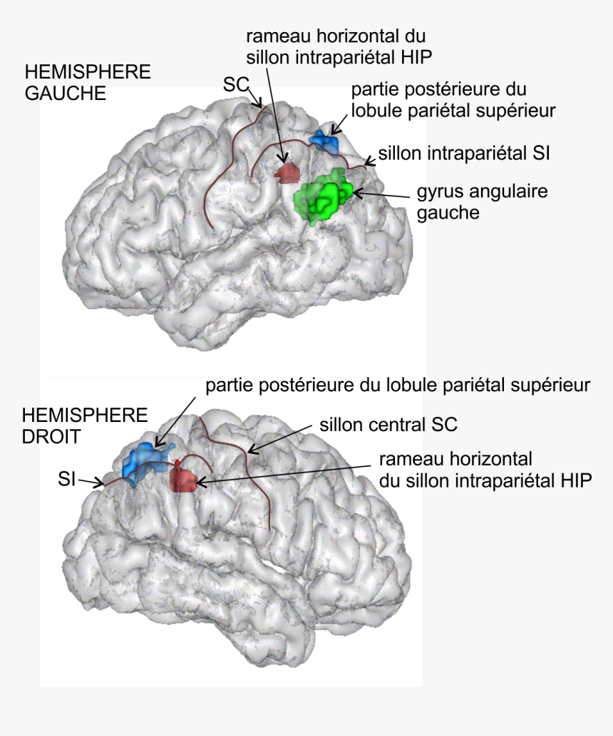 Sillon Intraparietal Hori - Numerical Cognition Parietal Lobes, HD Png Download, Free Download